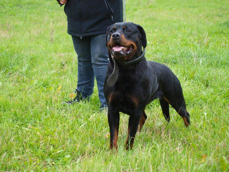 Rottweiler Yake Ozza - Yake Ozza billede 2