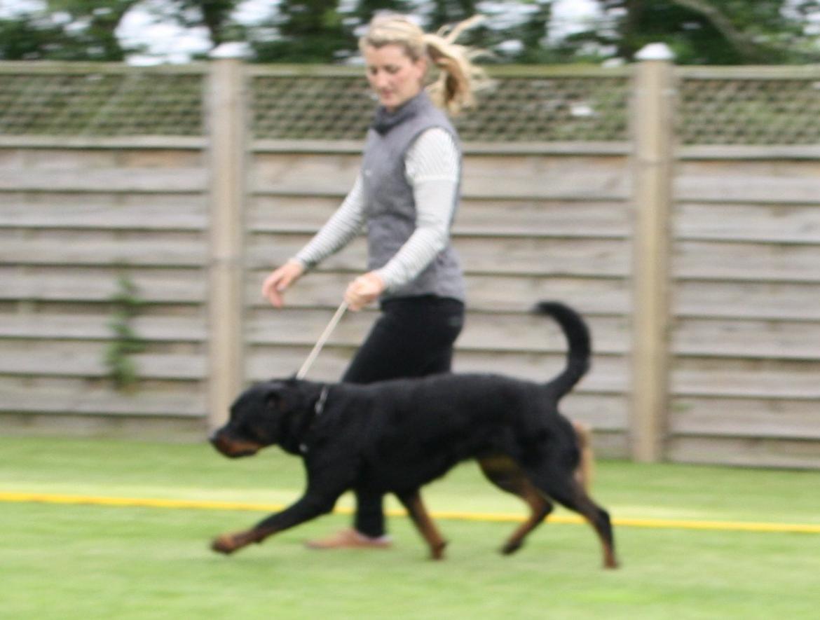 Rottweiler Yake Ozza - Yake Ozza PÅ kursu hos Fanni  billede 3