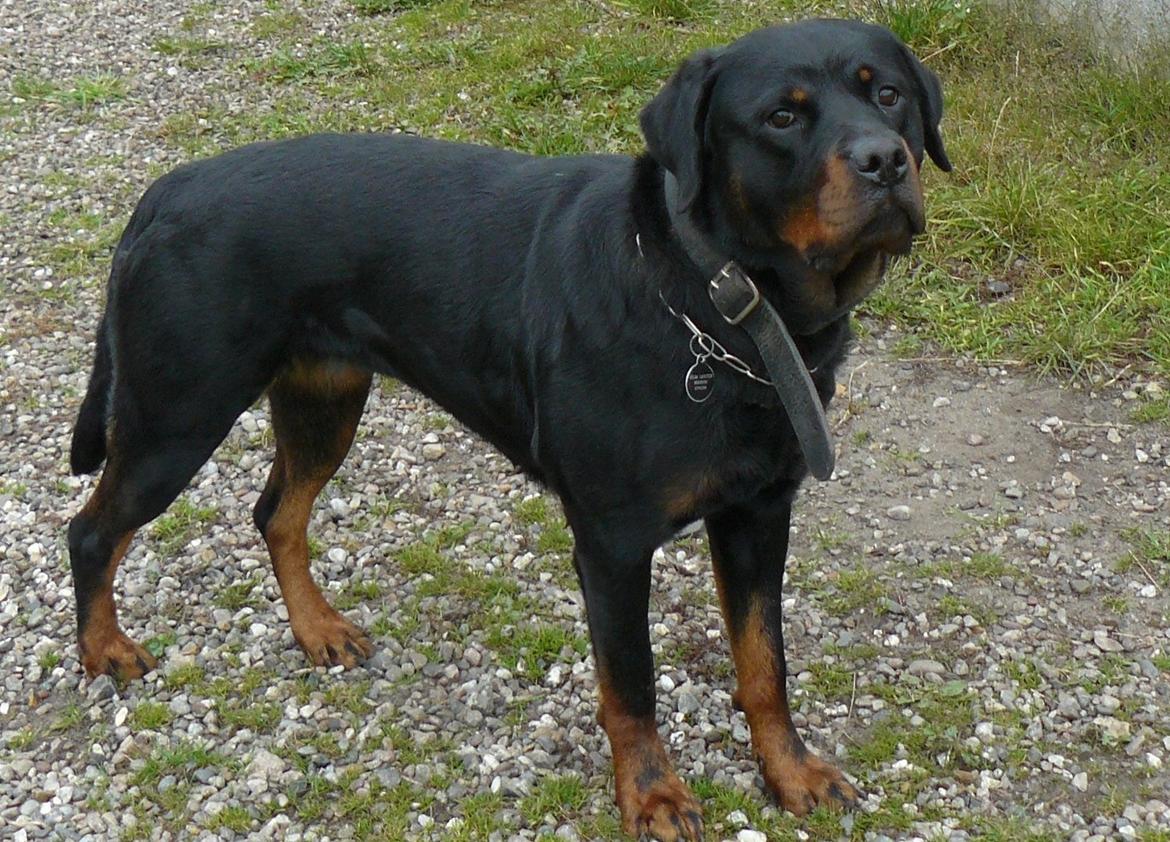 Rottweiler Yake Ozza - Yake Ozza  3år på dagen  billede 4