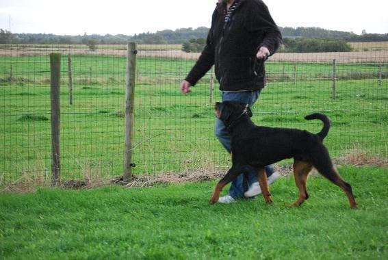 Rottweiler Yake Ozza - Ozza til ringtræning  billede 5