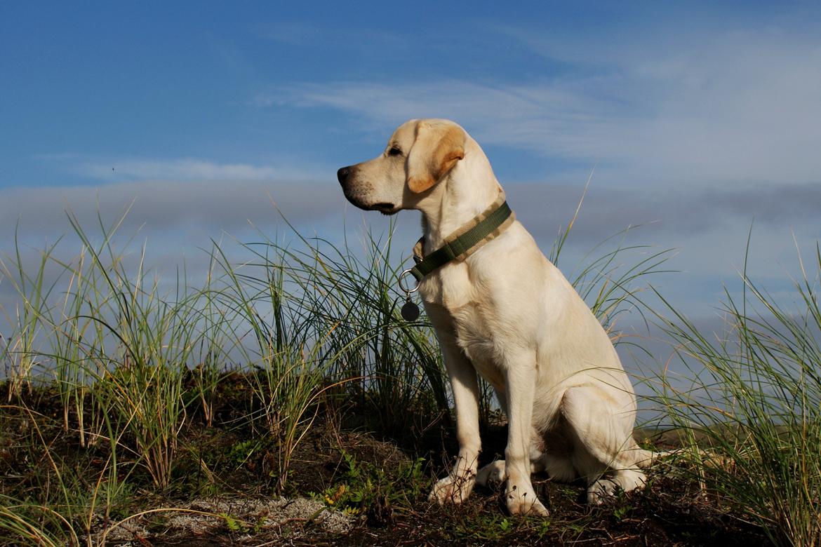 Labrador retriever Django*himmelhund* billede 2