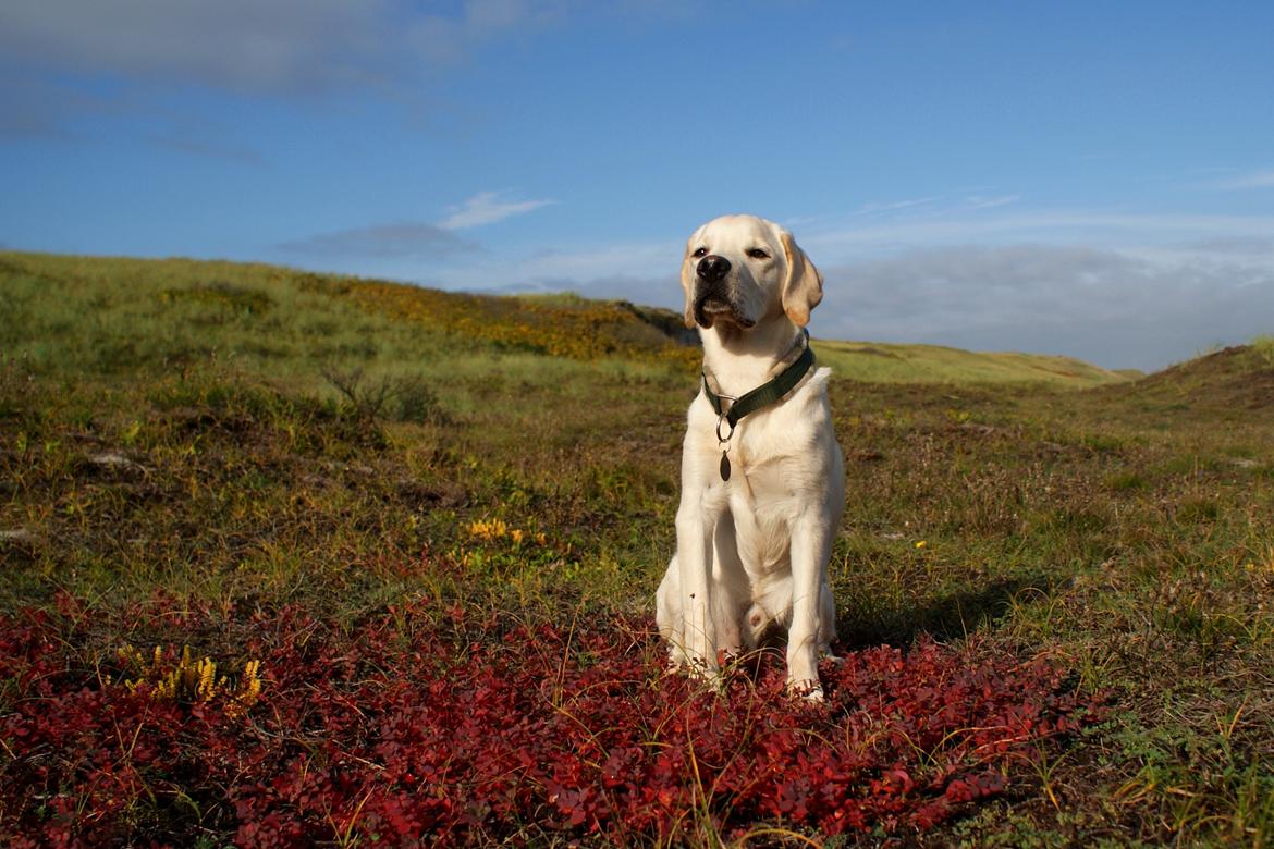 Labrador retriever Django*himmelhund* billede 1