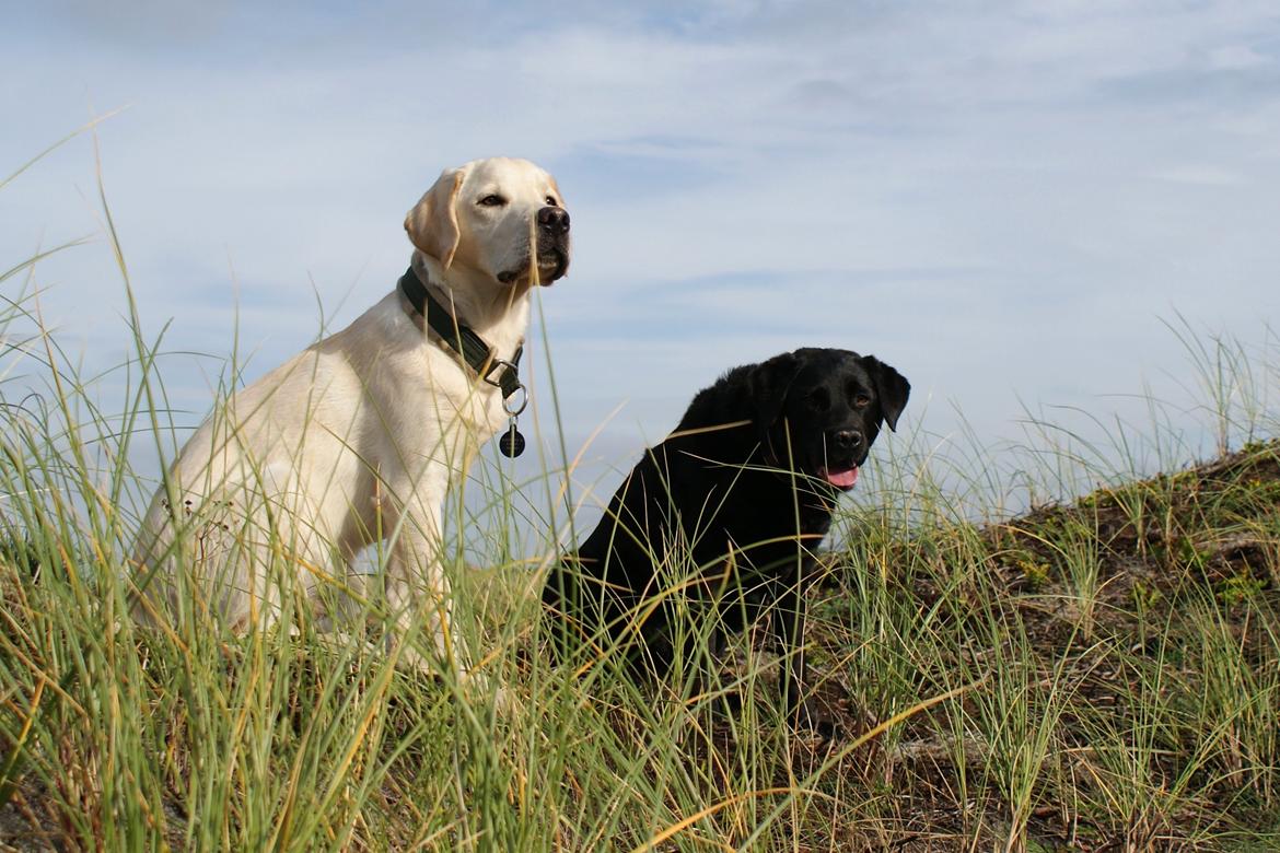 Labrador retriever Django*himmelhund* billede 9