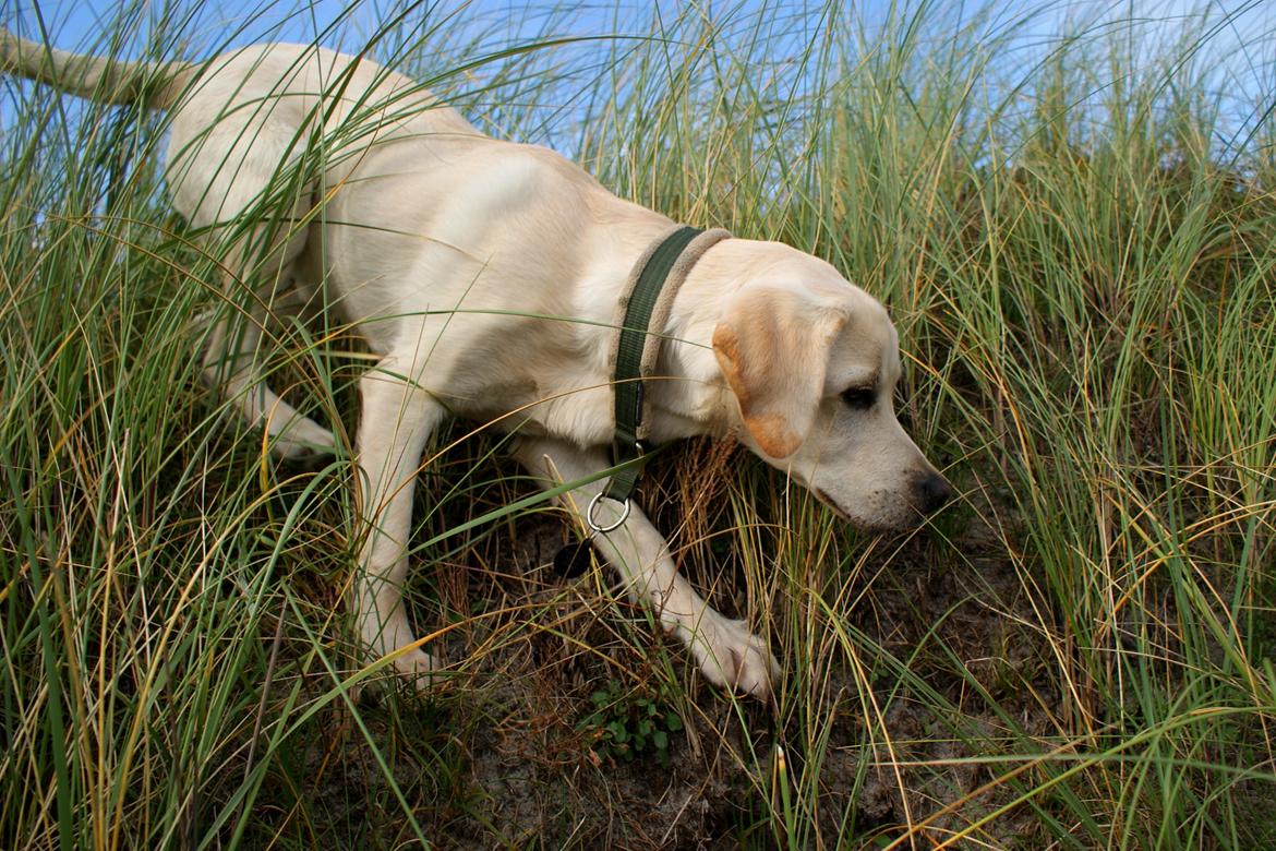 Labrador retriever Django*himmelhund* - så er der lige lidt balance træning billede 3