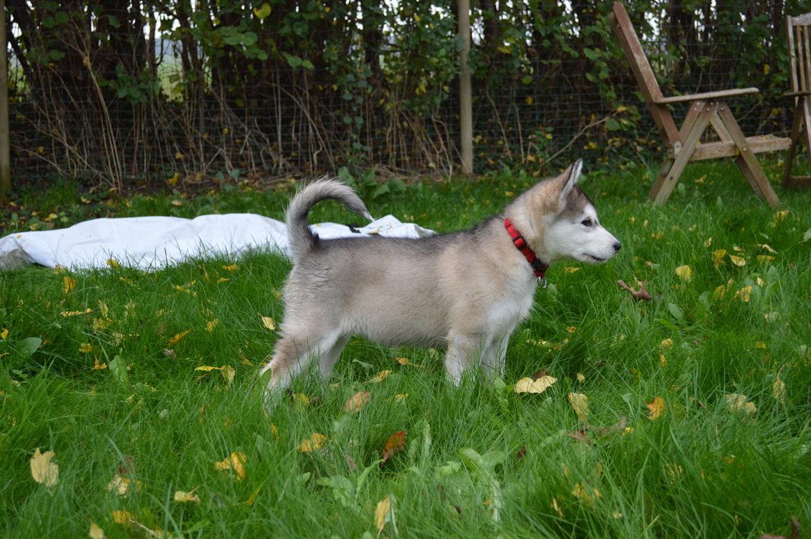 Alaskan malamute Silver - "Velkommen til min profil!" billede 3