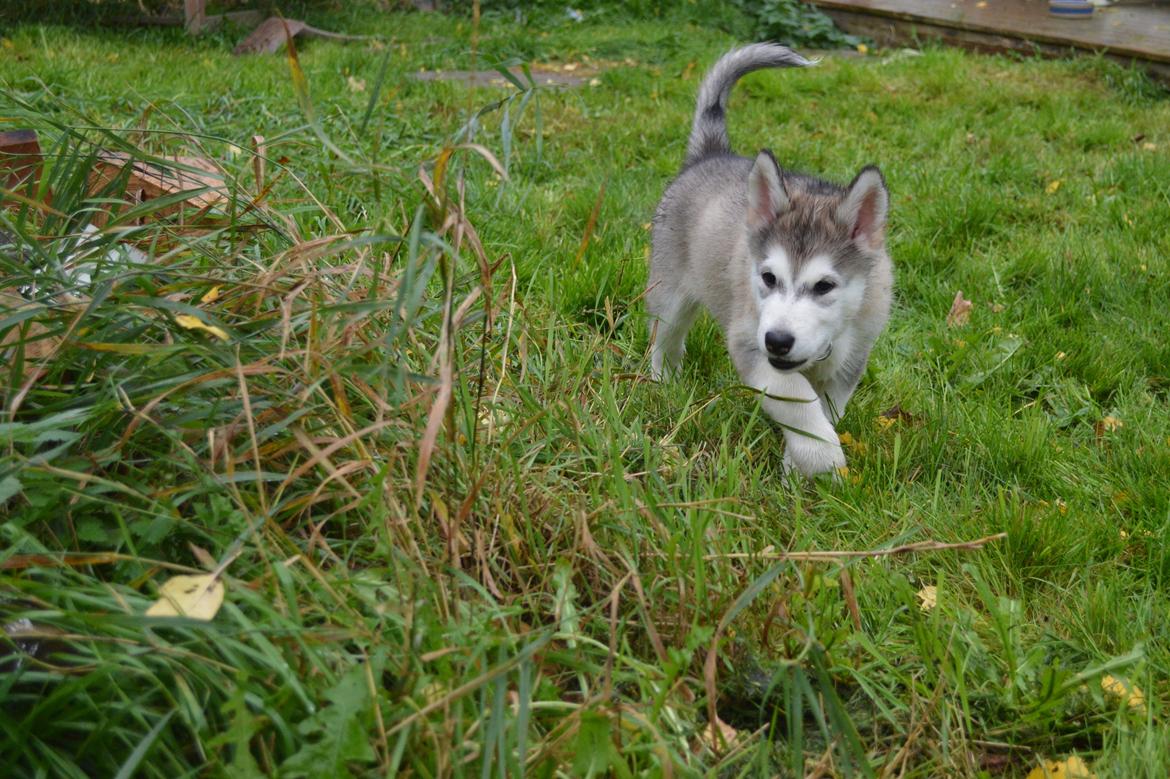 Alaskan malamute Silver billede 4