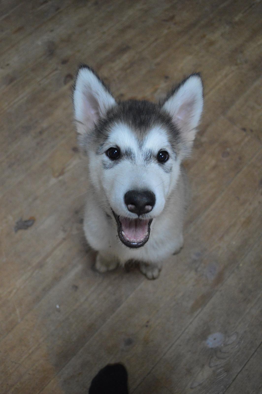 Alaskan malamute Silver billede 5