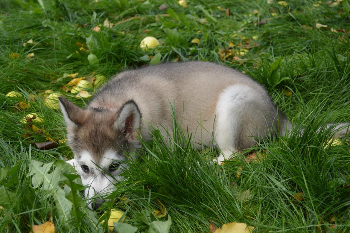 Alaskan malamute Silver billede 6