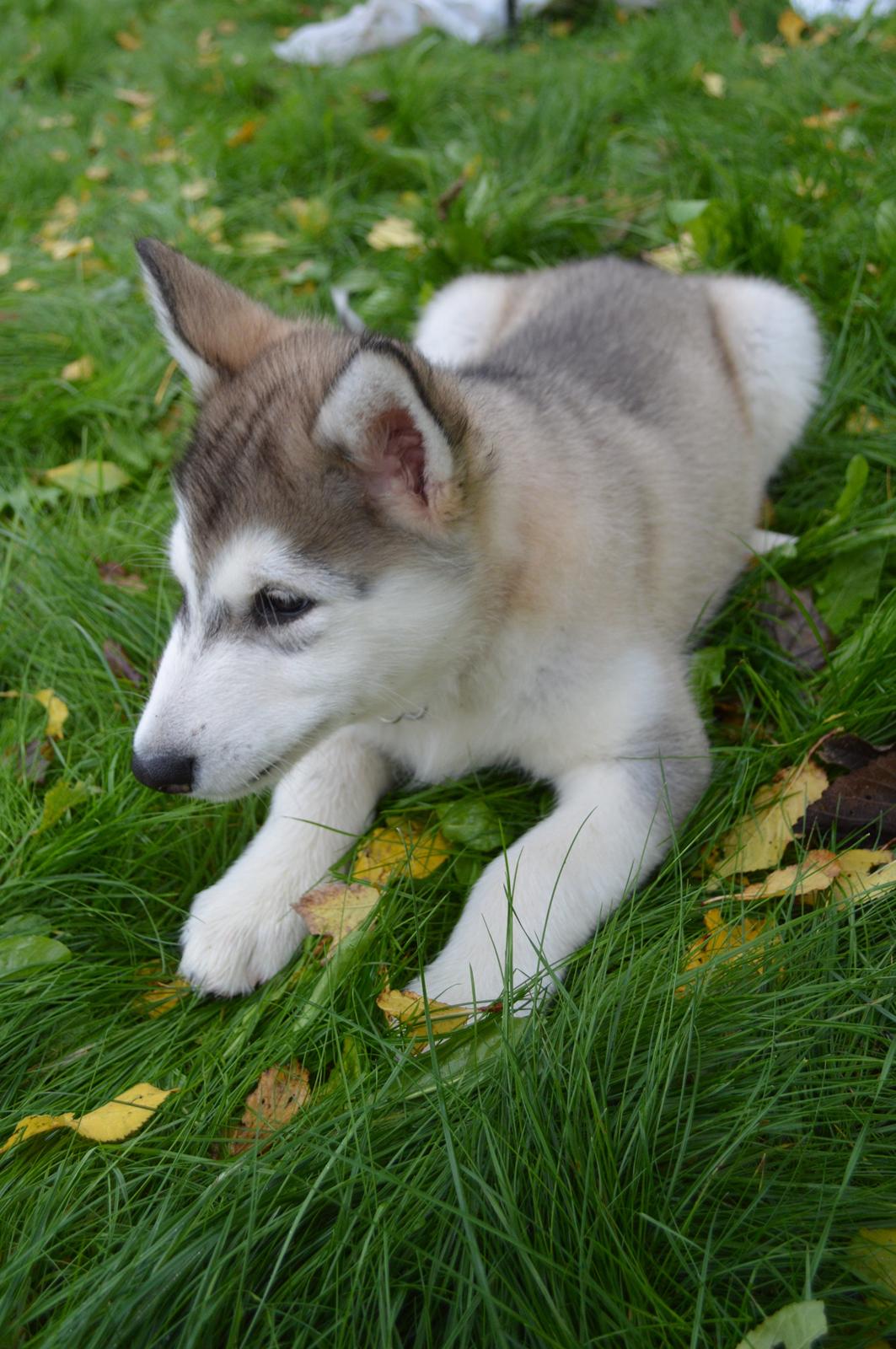 Alaskan malamute Silver billede 7