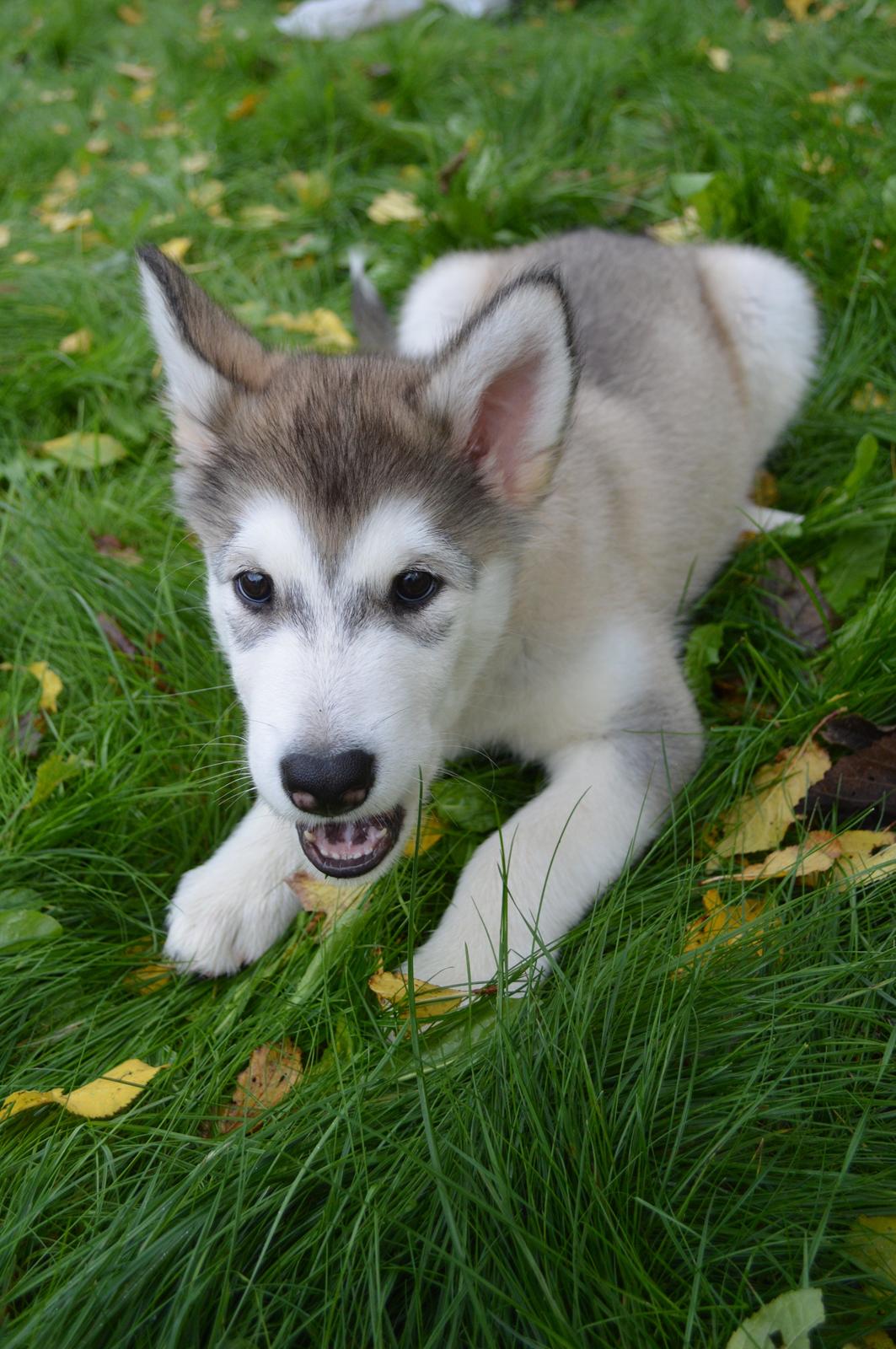 Alaskan malamute Silver billede 8