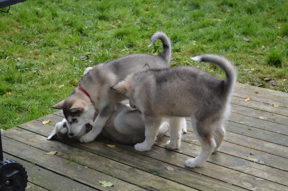 Alaskan malamute Silver - "Jeg er en faaarlig hund!"  billede 9