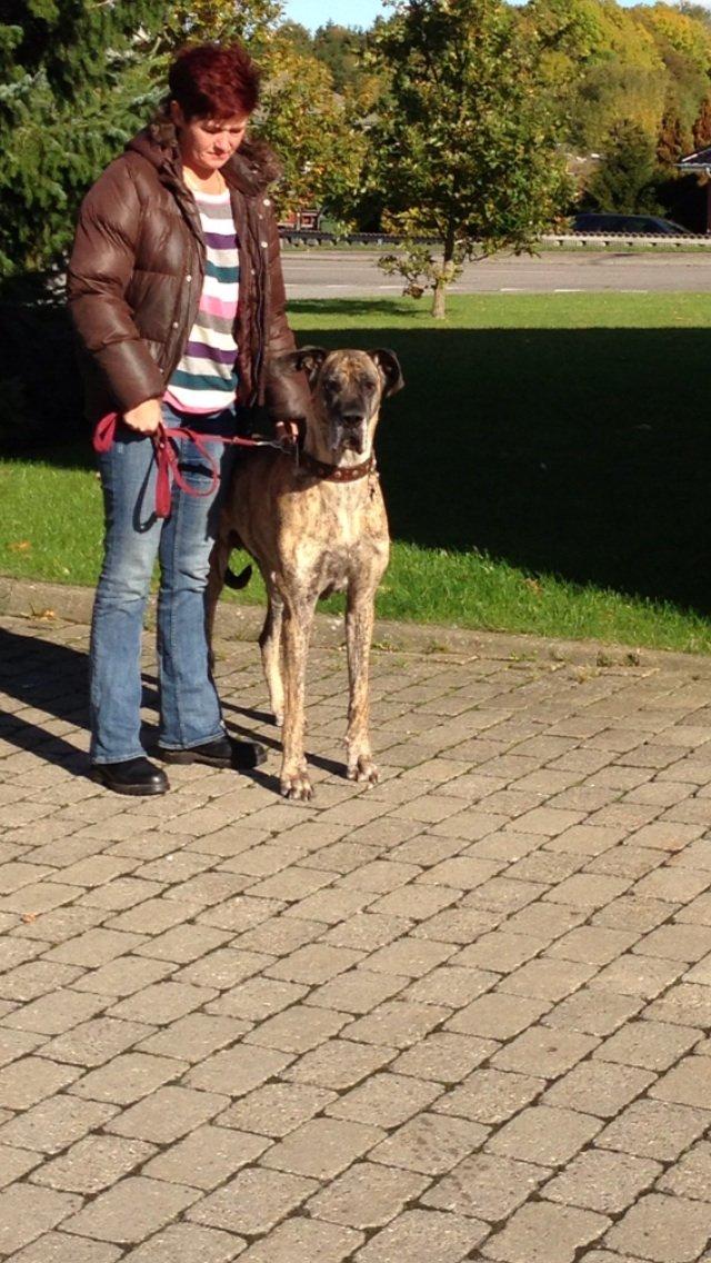 Grand danois Kiwa (aflivet D.18/10-2013) billede 5