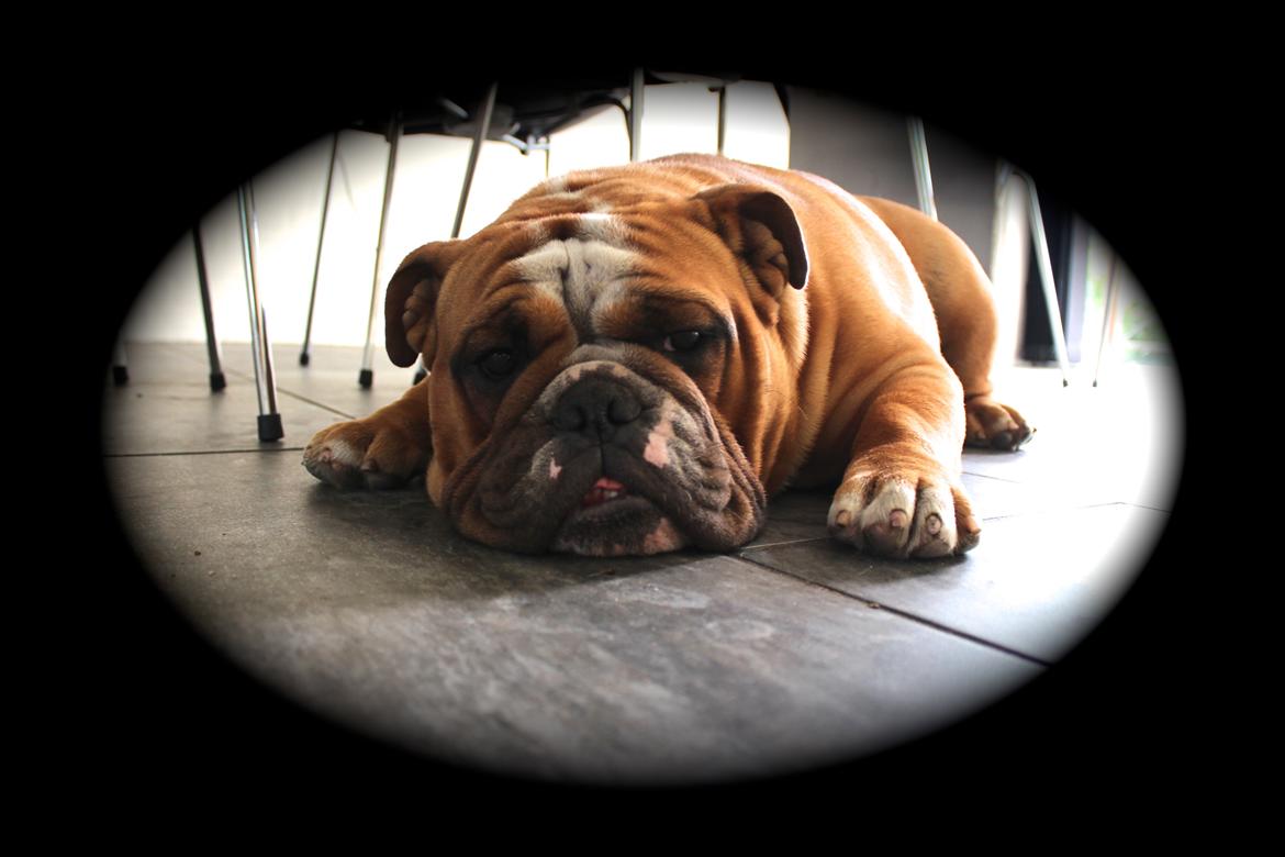 Engelsk bulldog Nobozz Maximus aka Maxi Børge billede 27