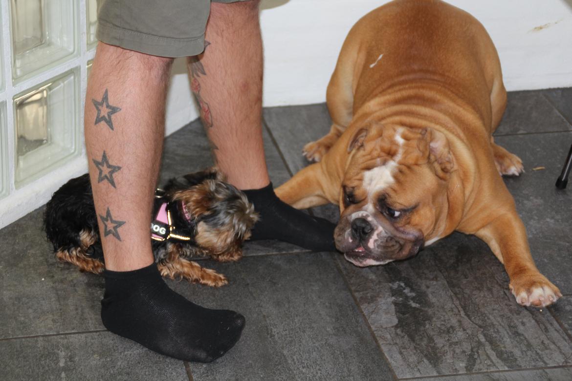 Engelsk bulldog Nobozz Maximus aka Maxi Børge billede 28