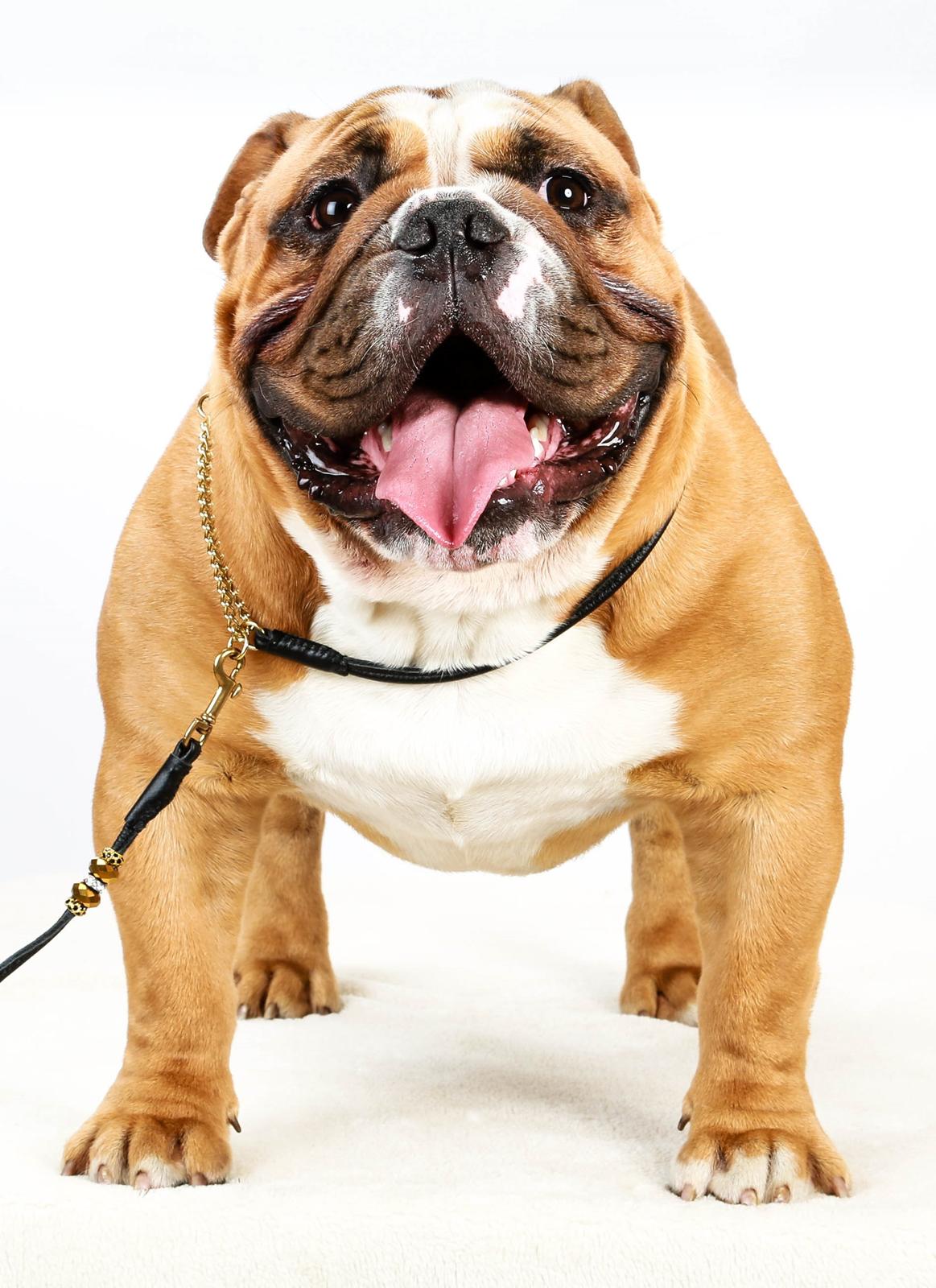 Engelsk bulldog Nobozz Maximus aka Maxi Børge billede 29