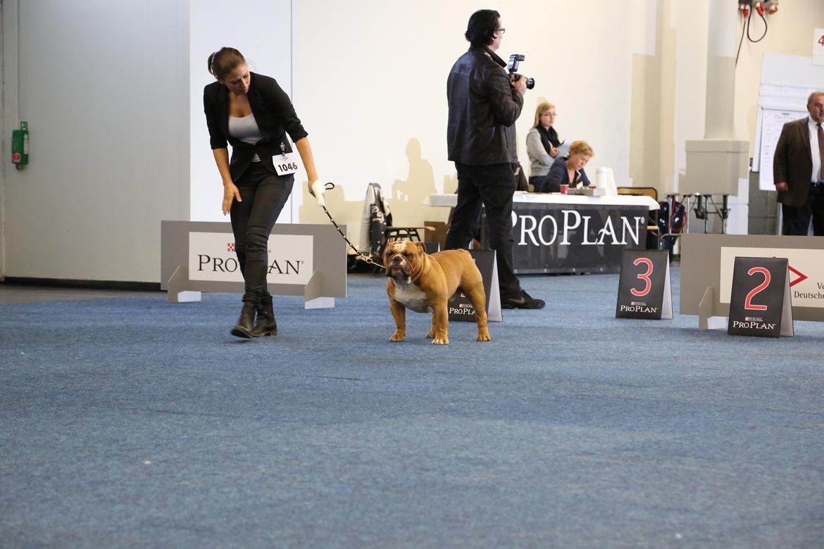 Engelsk bulldog Nobozz Maximus aka Maxi Børge billede 30