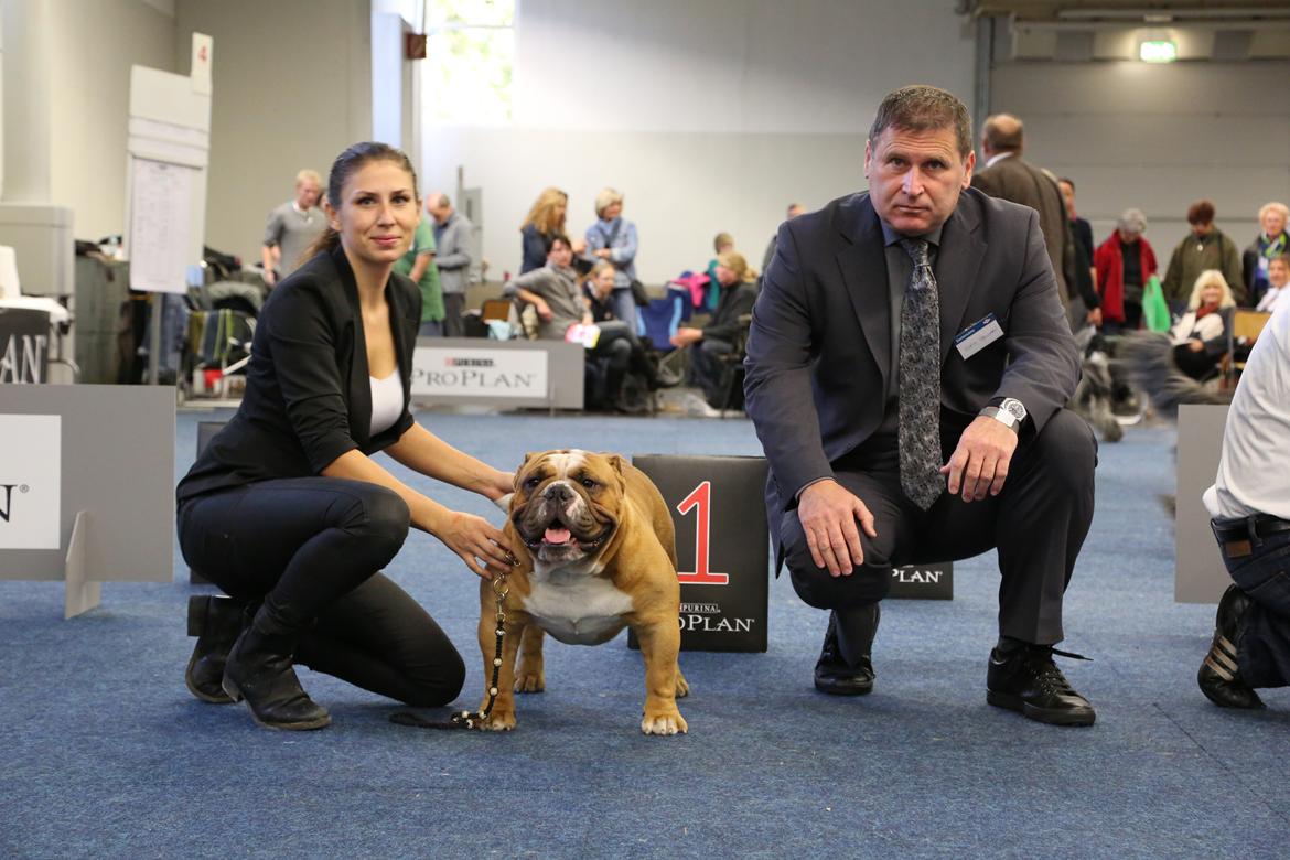 Engelsk bulldog Nobozz Maximus aka Maxi Børge billede 31