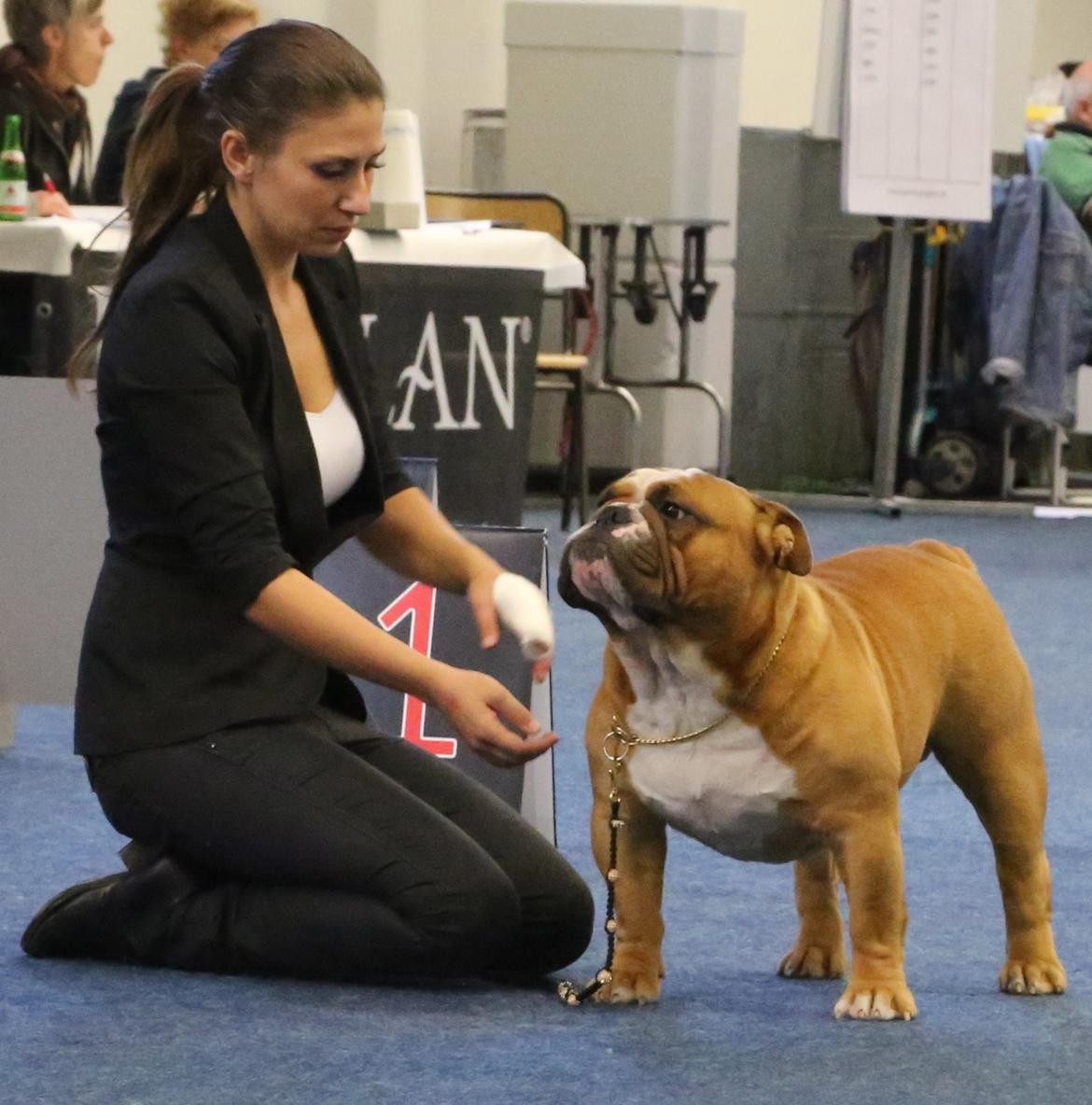 Engelsk bulldog Nobozz Maximus aka Maxi Børge billede 32