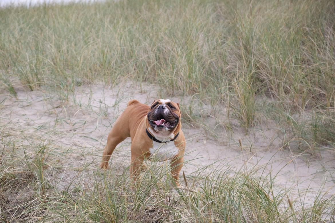 Engelsk bulldog Nobozz Maximus aka Maxi Børge billede 33