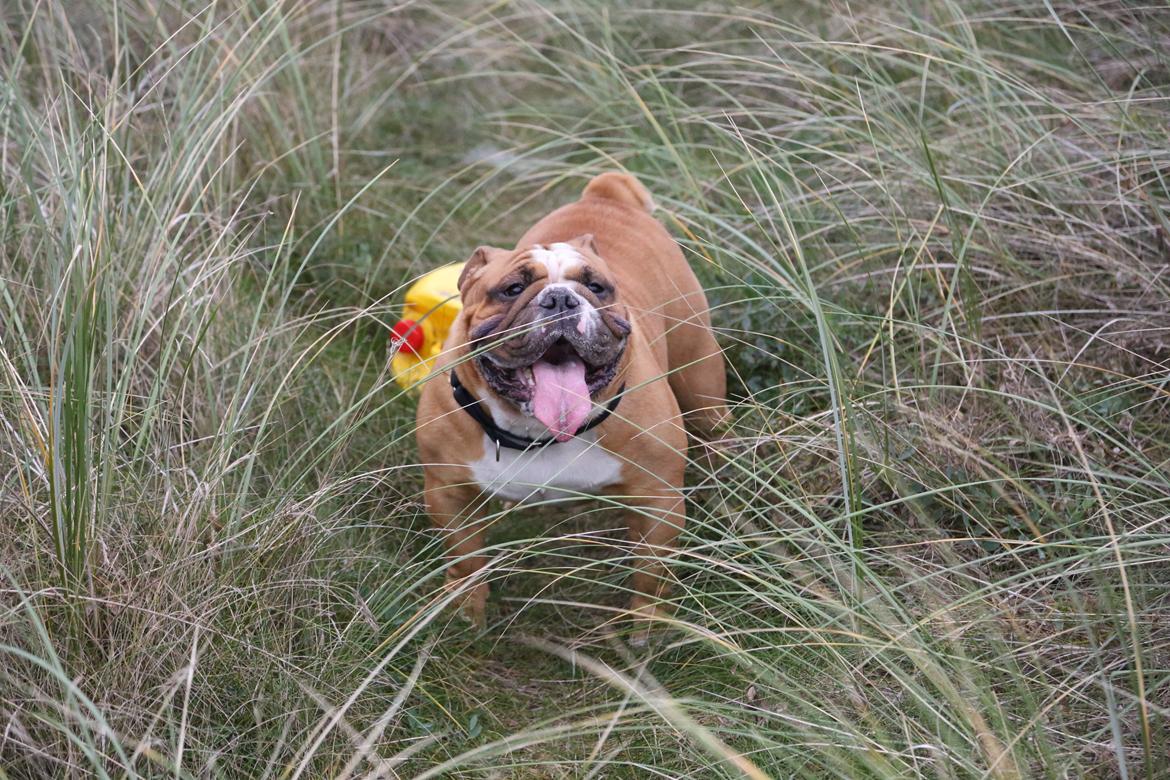 Engelsk bulldog Nobozz Maximus aka Maxi Børge billede 34