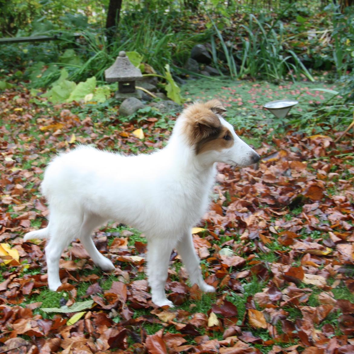 Collie langhåret Daysi billede 9