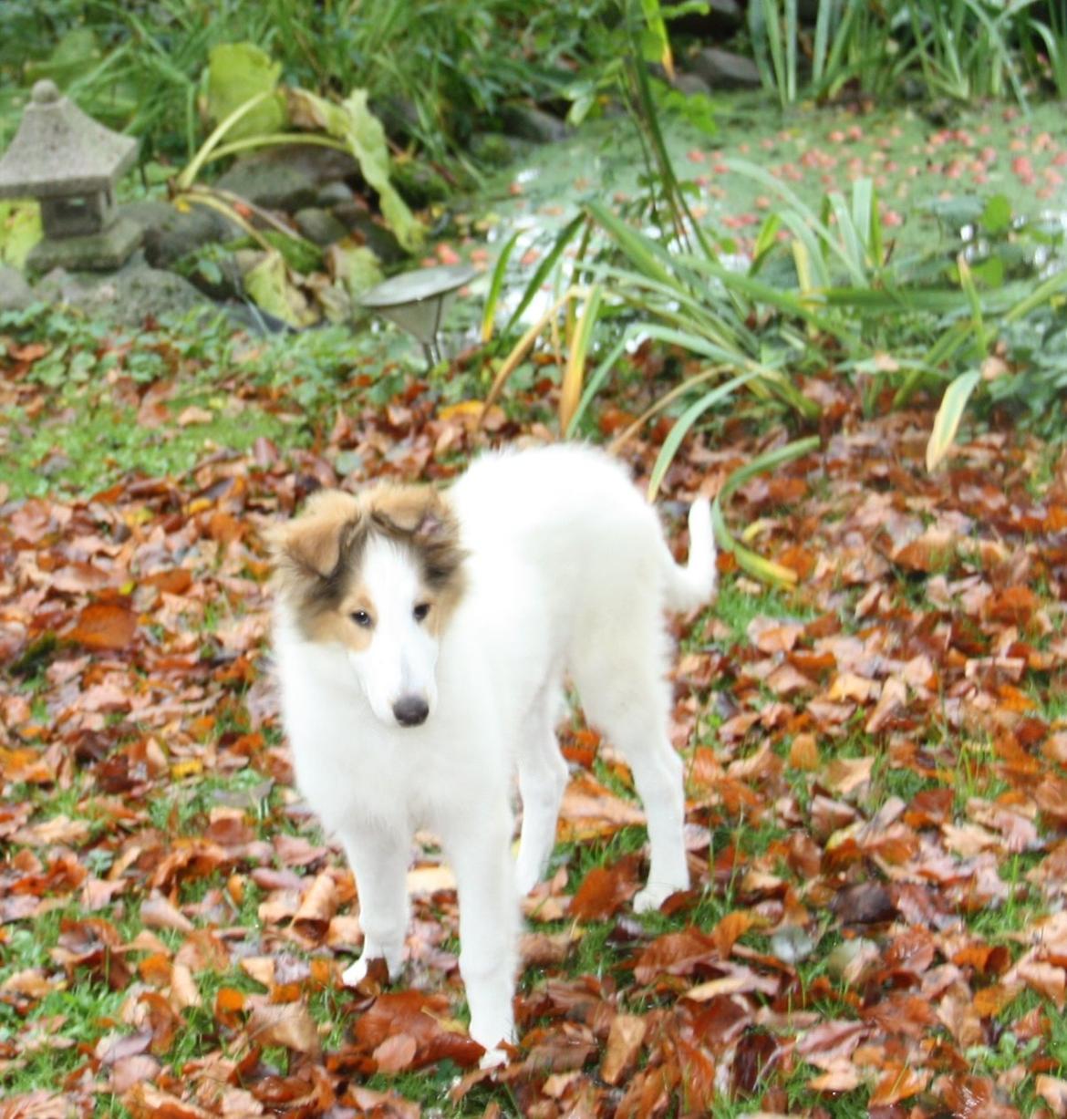 Collie langhåret Daysi billede 10