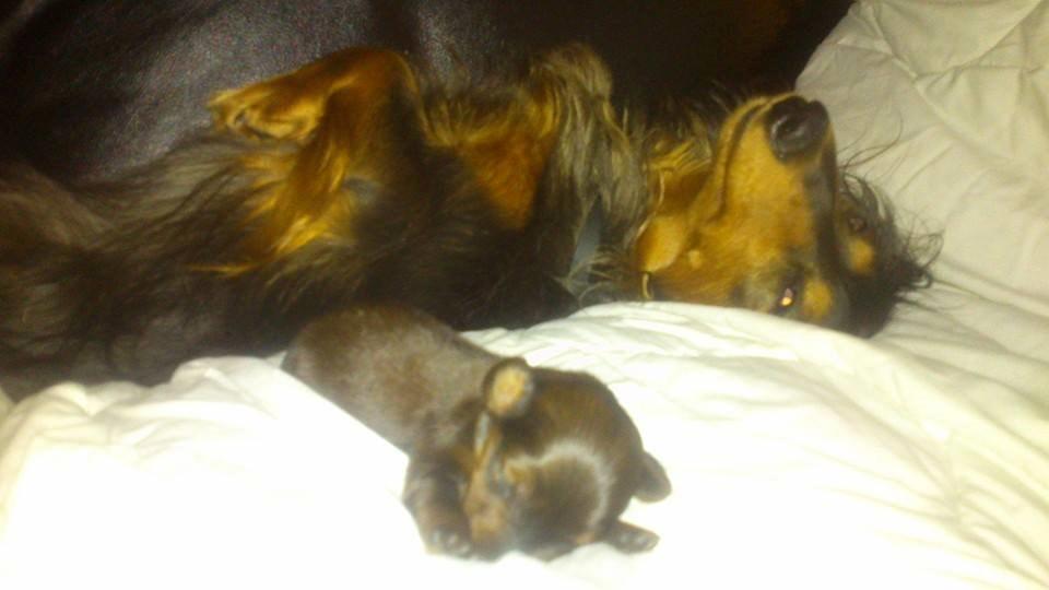 Gravhund Maggie billede 4