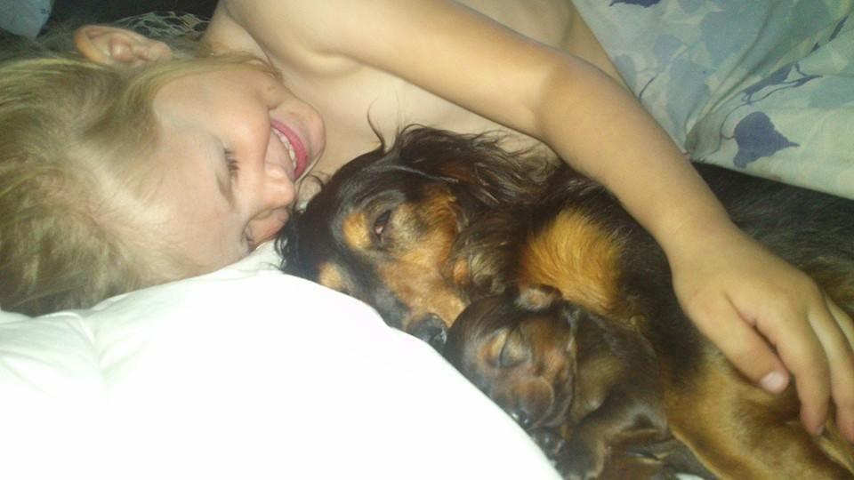 Gravhund Maggie billede 5