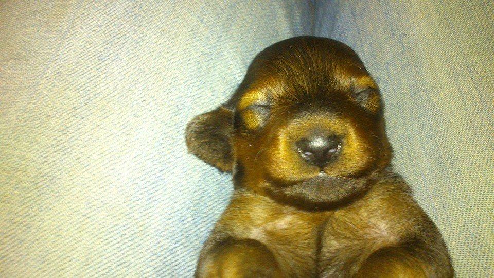 Gravhund Maggie billede 2