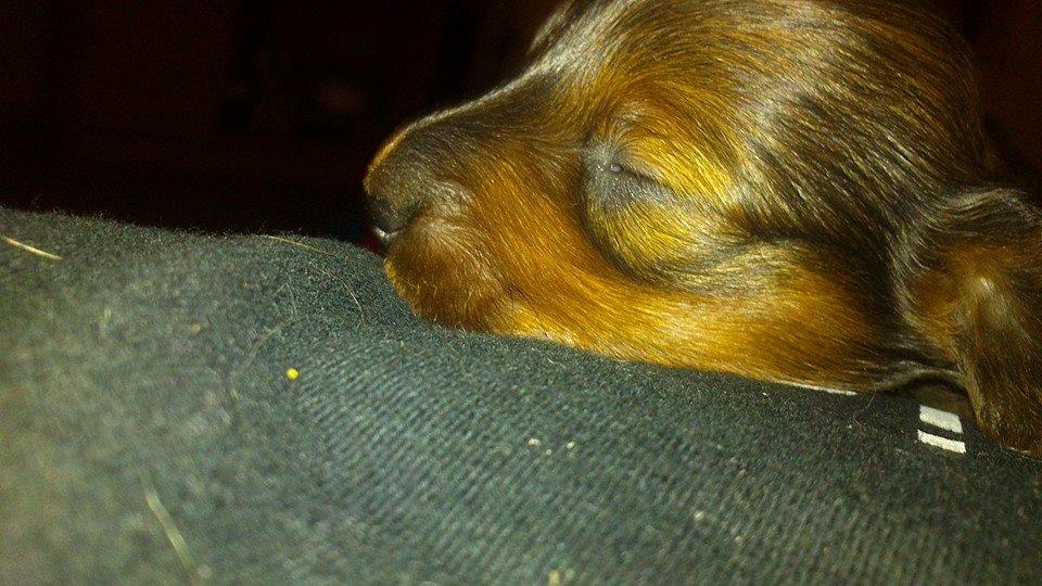 Gravhund Maggie billede 3