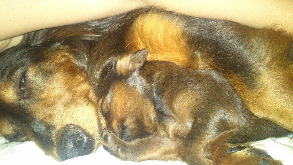 Gravhund Maggie billede 6