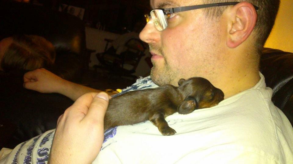 Gravhund Maggie billede 8