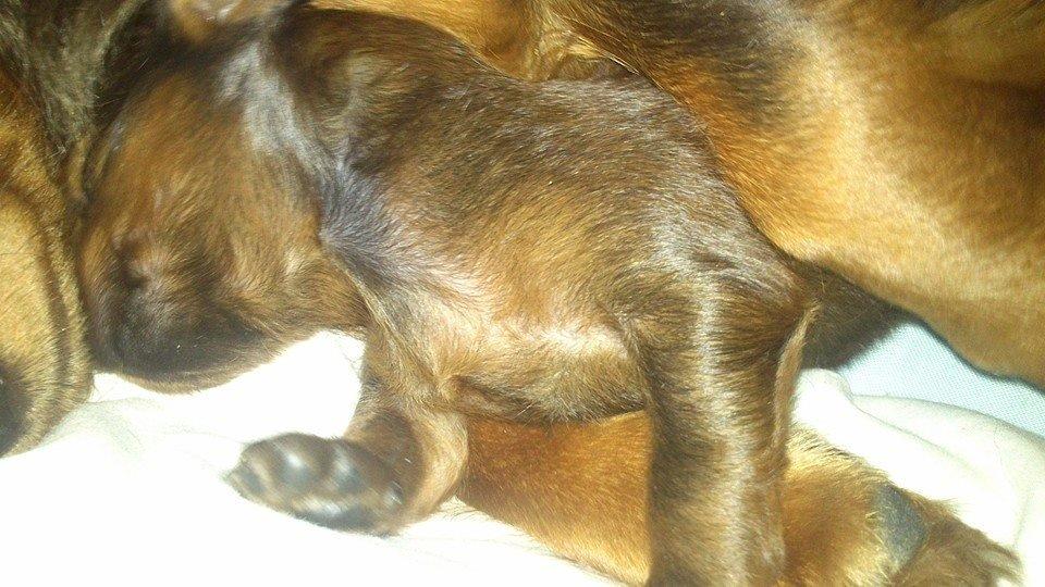 Gravhund Maggie billede 9