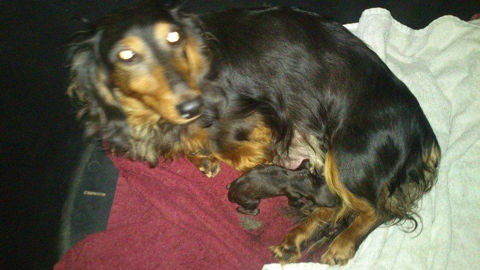 Gravhund Maggie billede 10