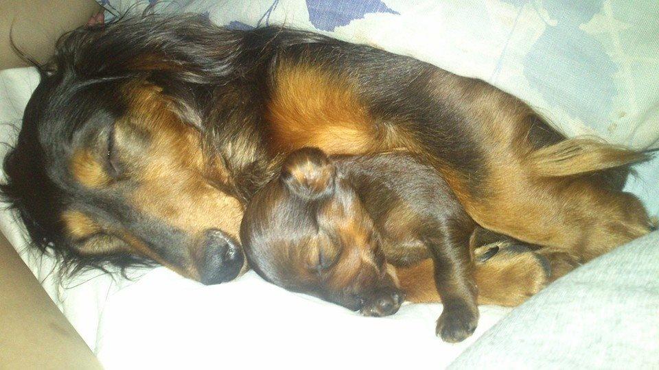 Gravhund Maggie billede 11