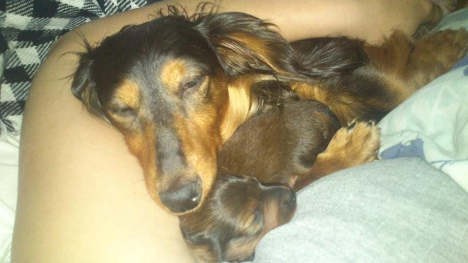 Gravhund Maggie billede 12