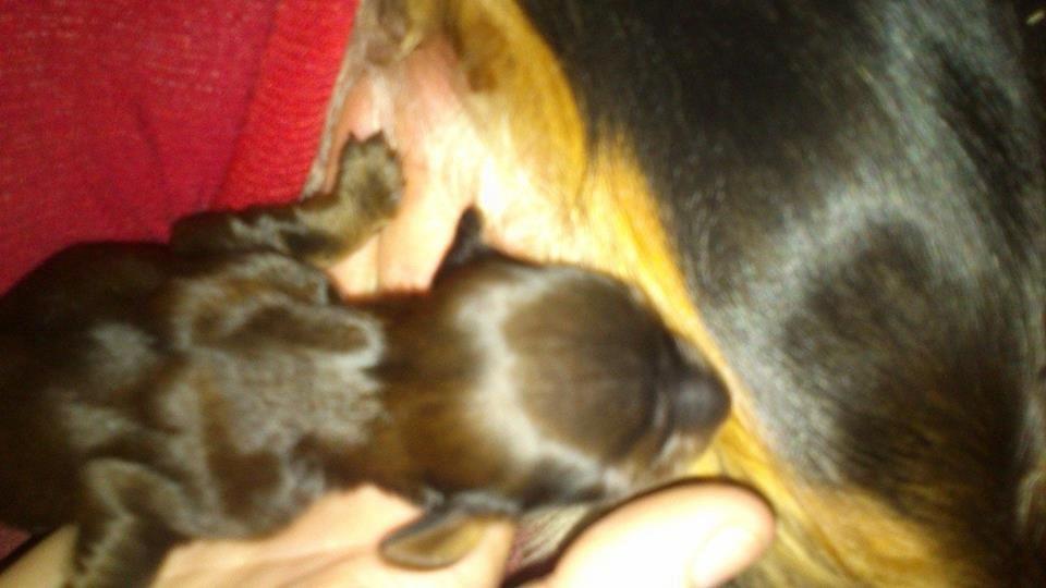 Gravhund Maggie billede 14