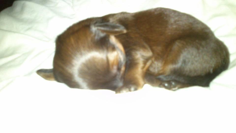 Gravhund Maggie billede 15