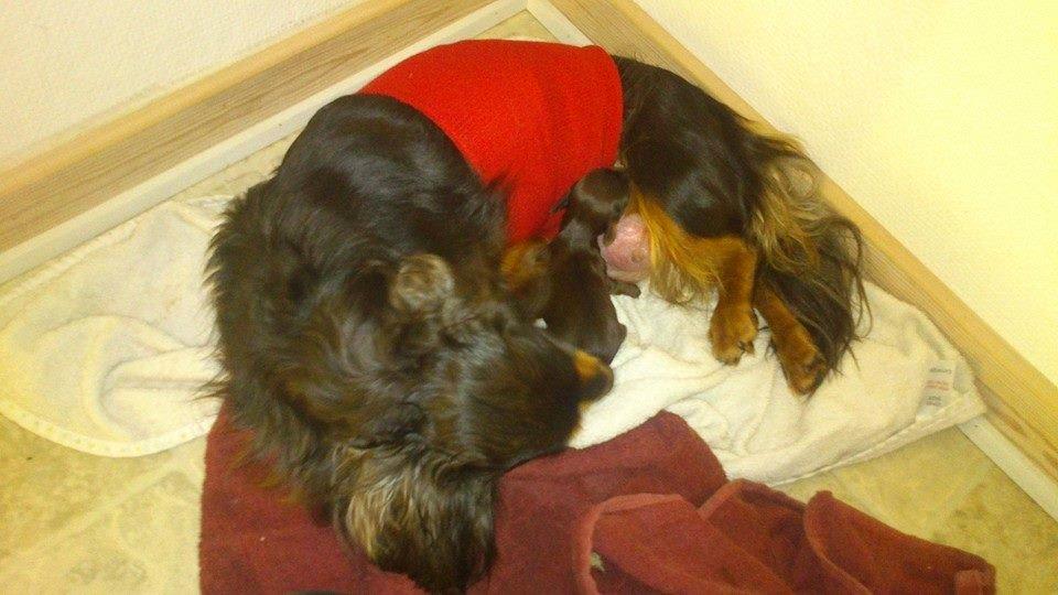 Gravhund Maggie billede 16