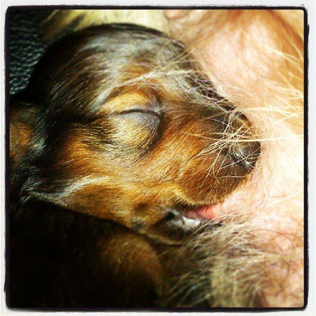 Gravhund Maggie billede 1