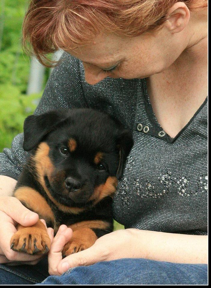 Rottweiler Lijepo´s Carmi - Velkommen i min profil - mit navn er Carmi.  billede 1