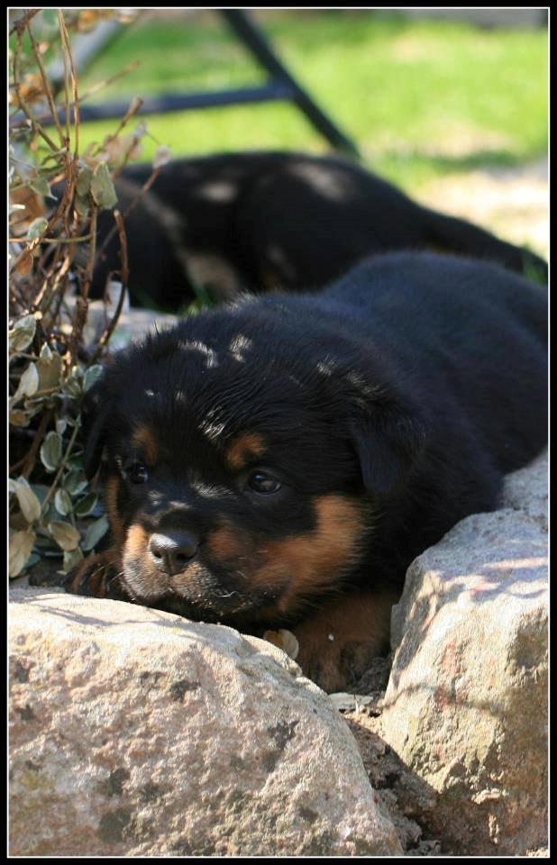 Rottweiler Lijepo´s Carmi - Carmi ca 5 uger billede 2
