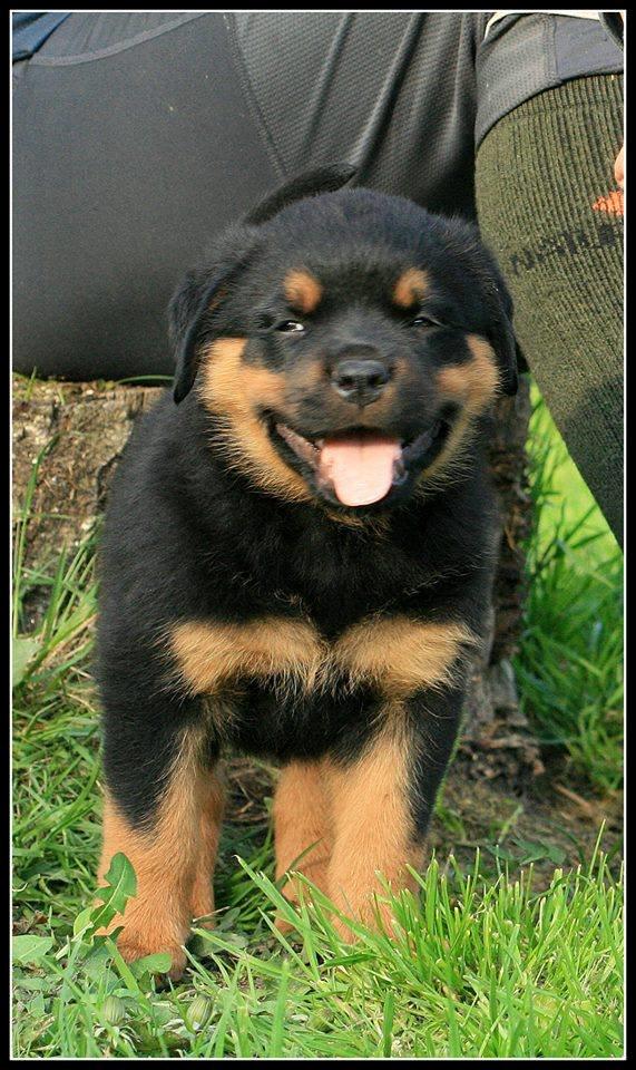 Rottweiler Lijepo´s Carmi - Smiiiiil :-)  billede 3