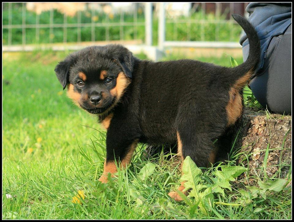 Rottweiler Lijepo´s Carmi billede 4