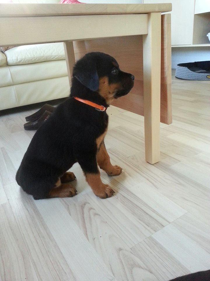 Rottweiler Lijepo´s Carmi - Carmi 8 uger - første dag hjemme hos os, og her fik hun øje på fjernsynet :-)  billede 5