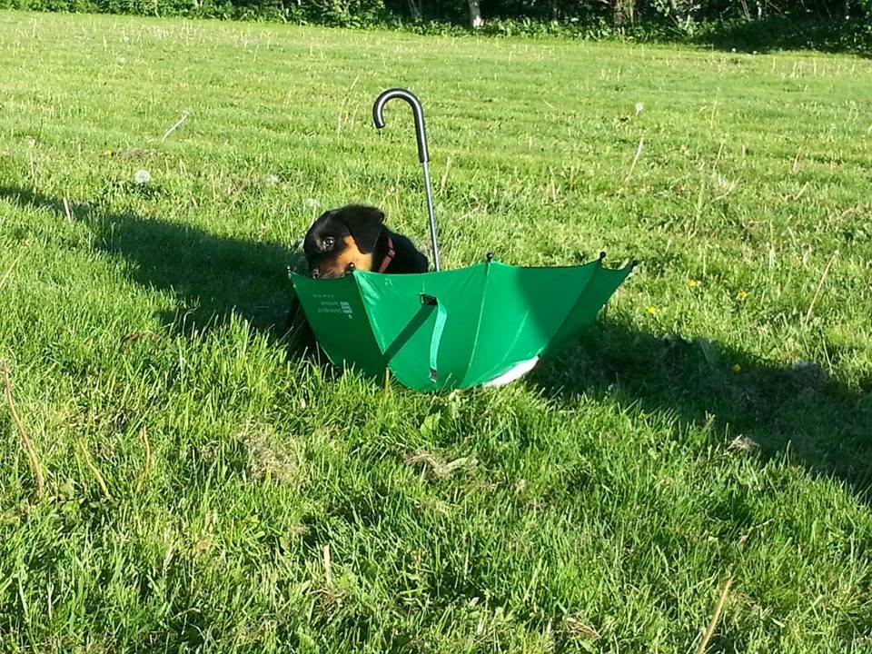 Rottweiler Lijepo´s Carmi billede 6