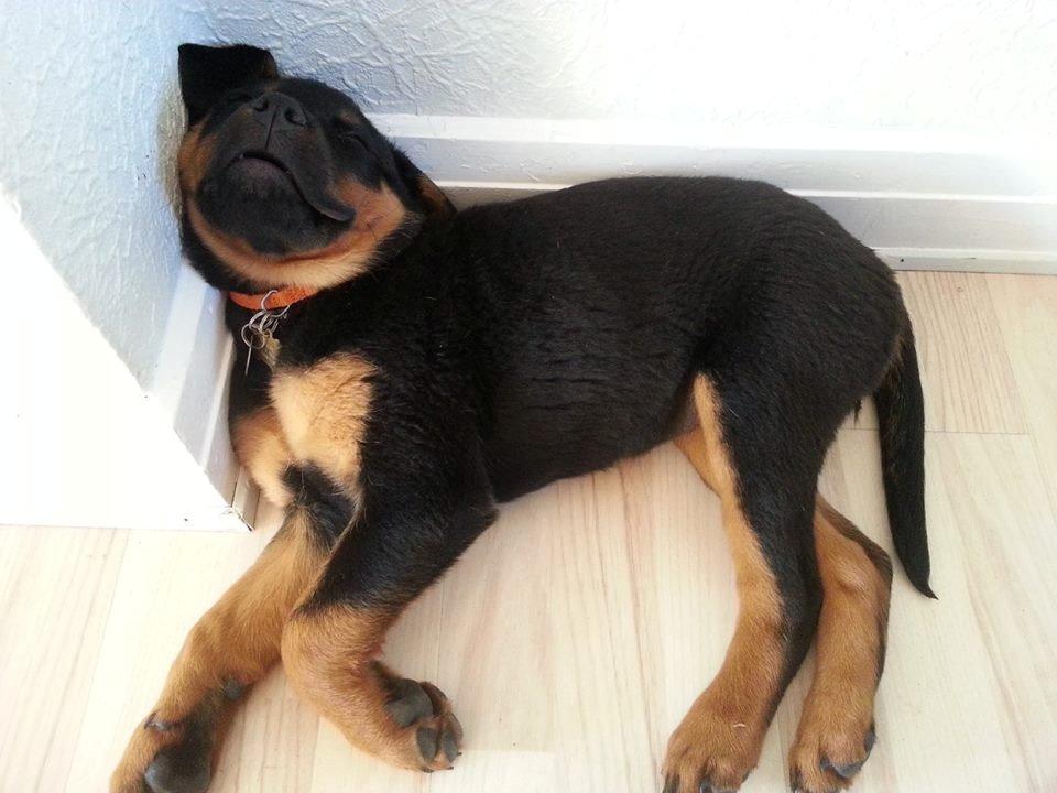 Rottweiler Lijepo´s Carmi - Snooork ... blev pludselig træt og væltede her. billede 7