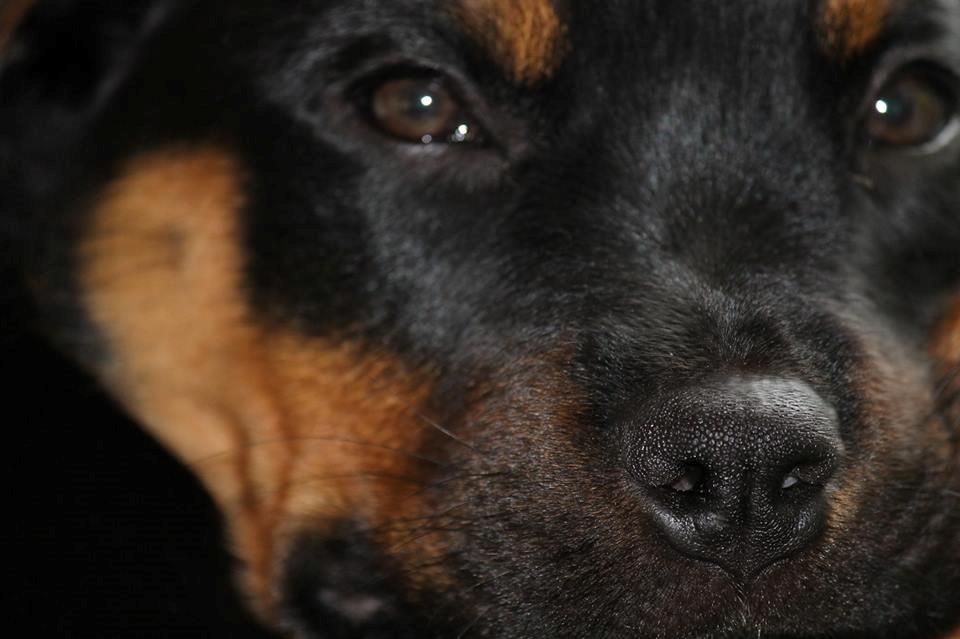 Rottweiler Lijepo´s Carmi billede 8