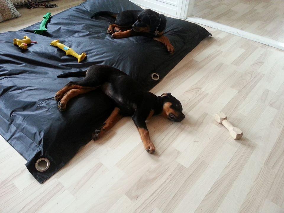 Rottweiler Lijepo´s Carmi - Carmi der er væltet ud af sækkestolen - og brormand Carlos ligger bagved. billede 9