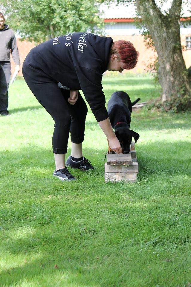 Rottweiler Lijepo´s Carmi - Carmi på balancebom - det er altså lidt svært.  billede 10